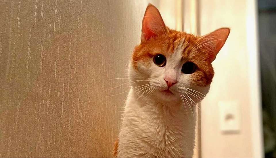 Кот с грустными глазами: о чем заставляет задуматься трагическая история Твикса