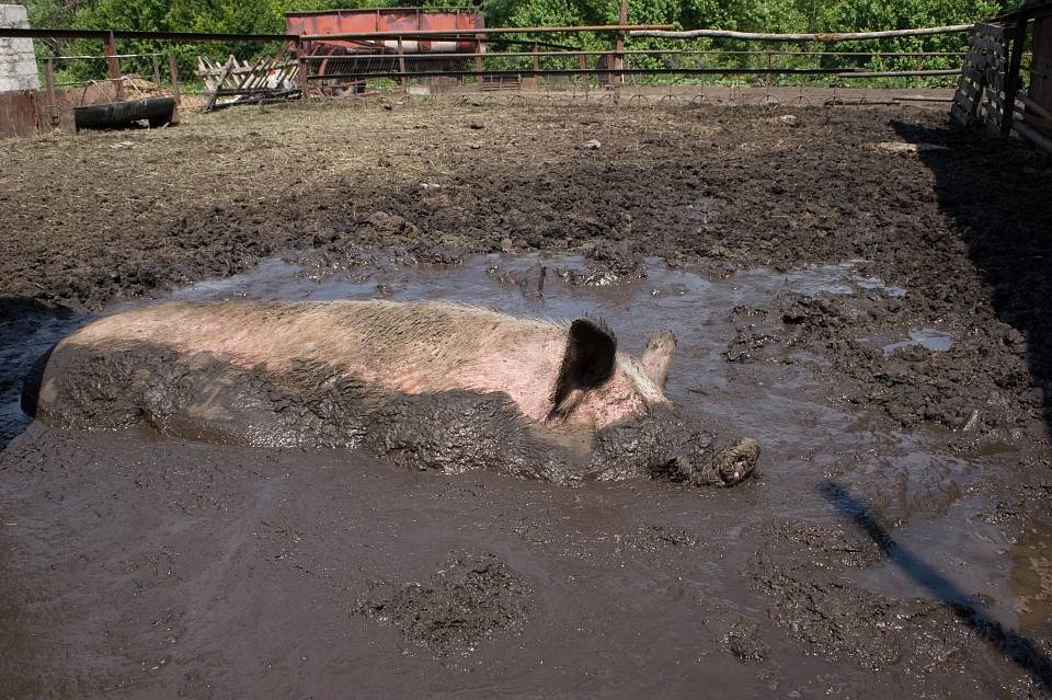 В Воронежской области ввели карантин по африканской чуме свиней