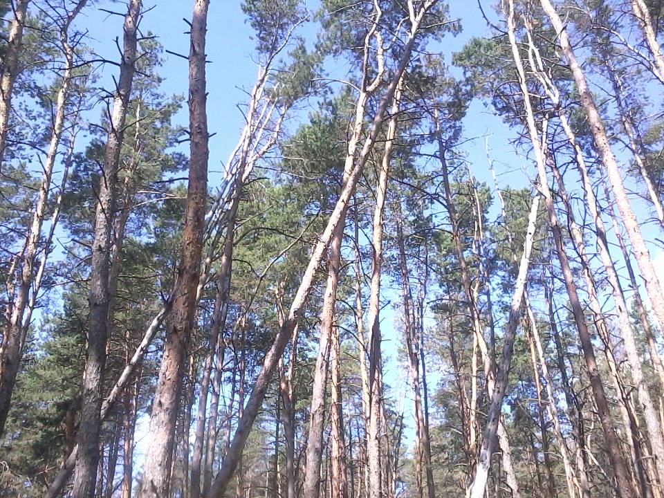 В Северном лесу Воронежа посадят лиственные деревья