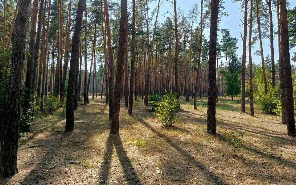 Новый фейк о запрете посещения лесов из-за минирования опровергли воронежские власти