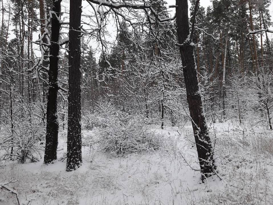 Жителю Воронежской области грозит 7 лет за порубленное на дрова в лесу дерево