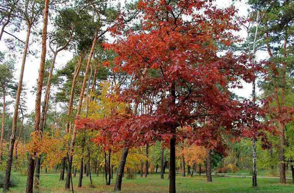 Красные дубы появятся в воронежских лесах