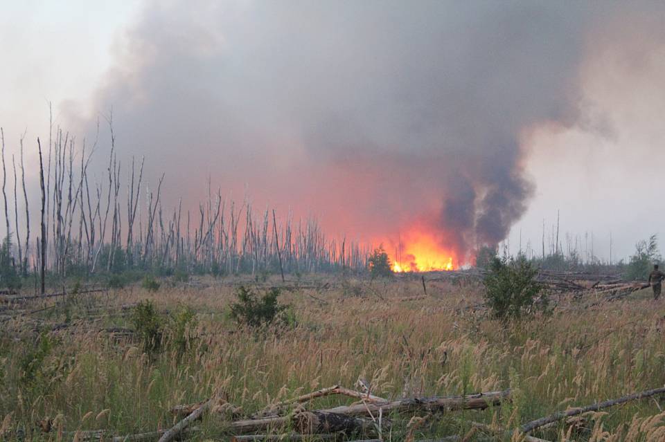 В Воронежской области произошло 18 лесных пожаров на площади свыше 567 га