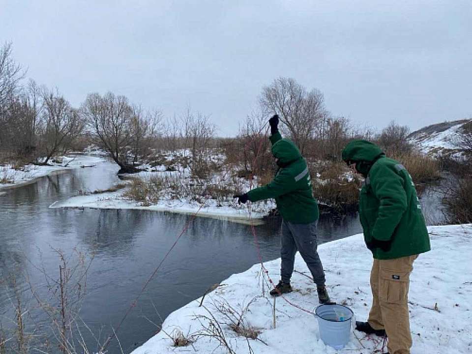 Причину массовой гибели рыбы в воронежской реке назвали экологи