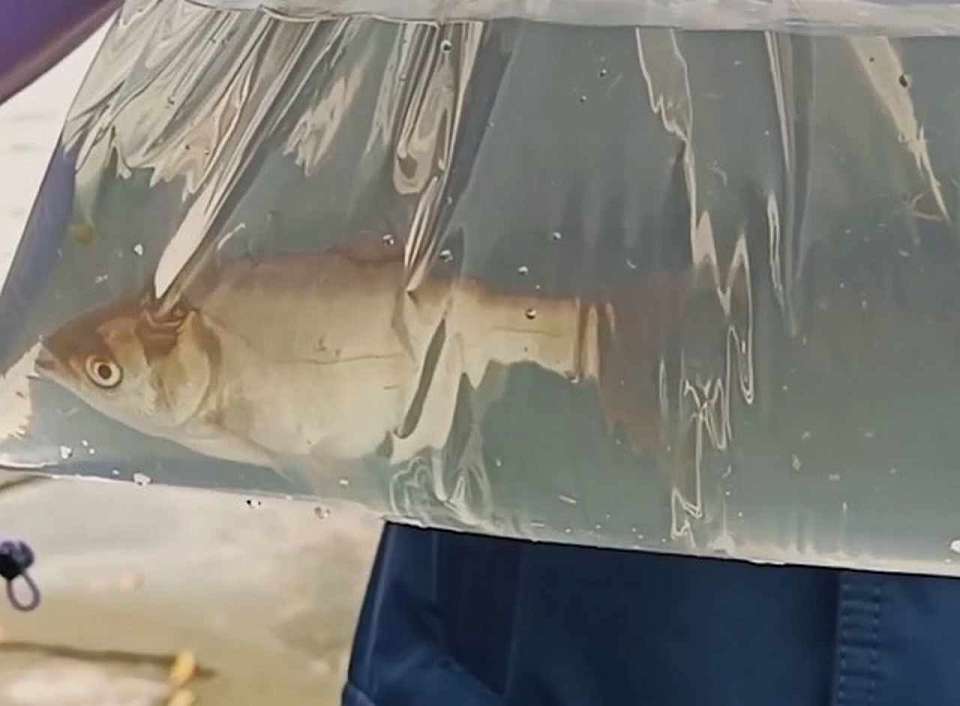 В пруд-охладитель Нововоронежская АЭС выпустила 6 тонн молоди толстолобика