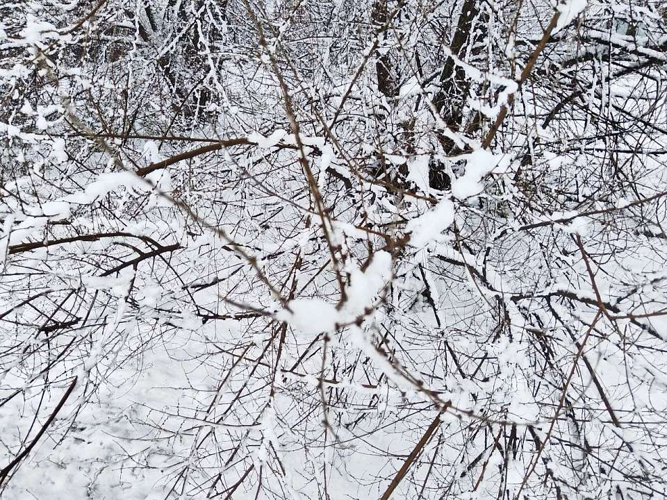 Из-за сильного ветра в Воронежской области объявили штормовое предупреждение