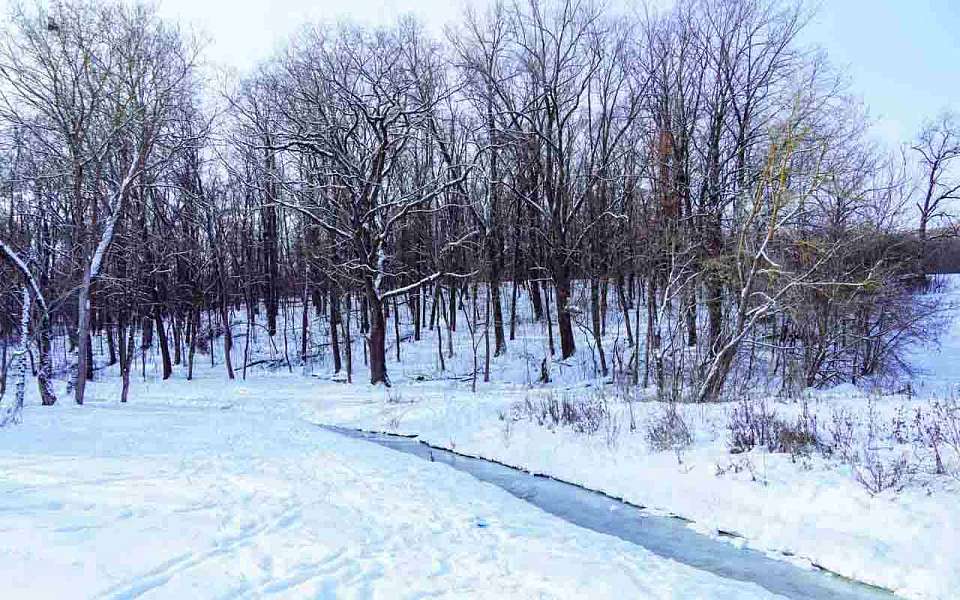 От 23-градусного мороза до 0 градусов изменится погода на рабочей неделе в Воронежской области