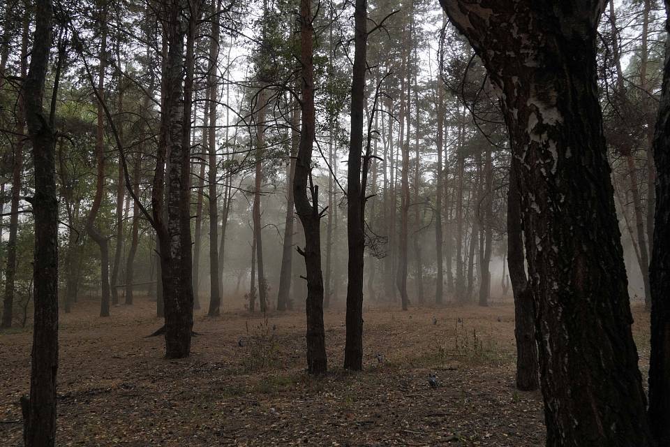 Губернатор объявил воронежский Северный лес памятником природы