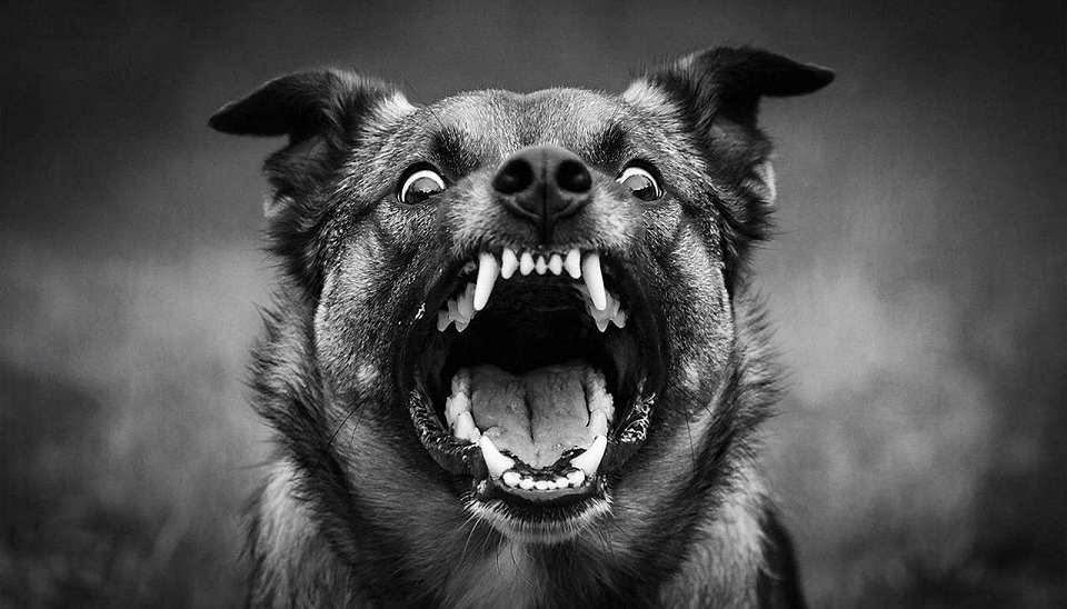 Карантин по бешенству животных введён в воронежском селе