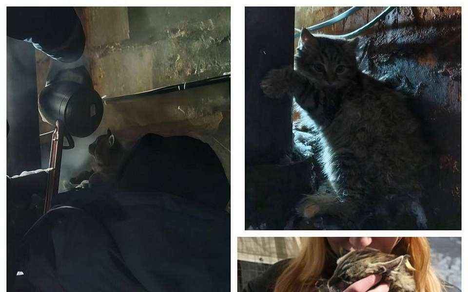 Примерзшего к трубе лапами кота спасли в Воронеже