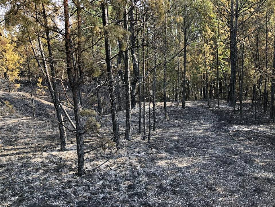 После пожара на 70 га государственного лесного фонда воронежские прокуроры начали проверку 