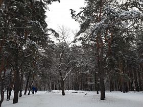 Бесснежье и до 20 градусов мороза ожидается в начале недели в Воронеже и области