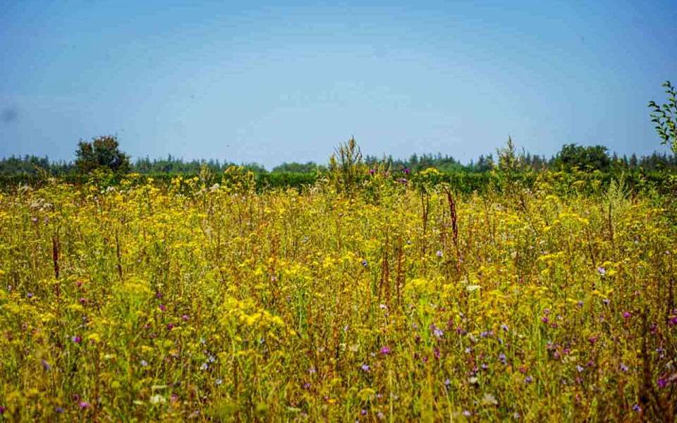 Жаркая погода вернется на рабочей неделе в Воронежскую область