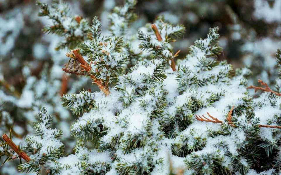 Какая погода зимой ожидает воронежцев, рассказали синоптики
