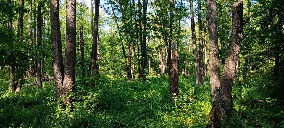 Инспекторы провели в воронежских лесах более 8,5 тысячи патрульных рейдов