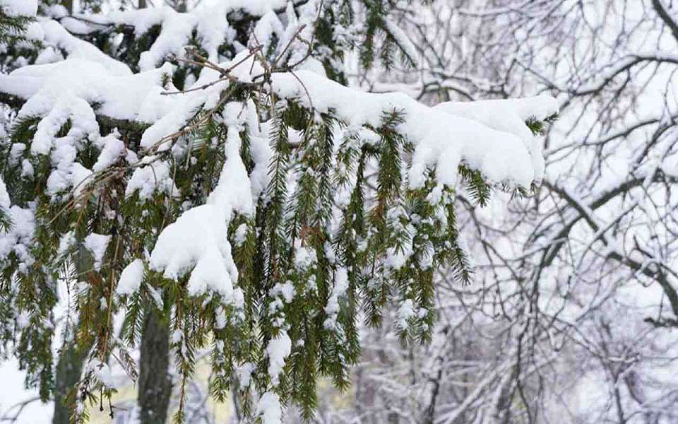 До +7 градусов потеплеет перед Новым годом в Воронежской области