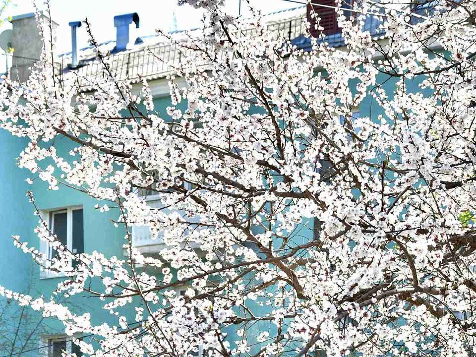 Давайте делиться красотой весенней природы!