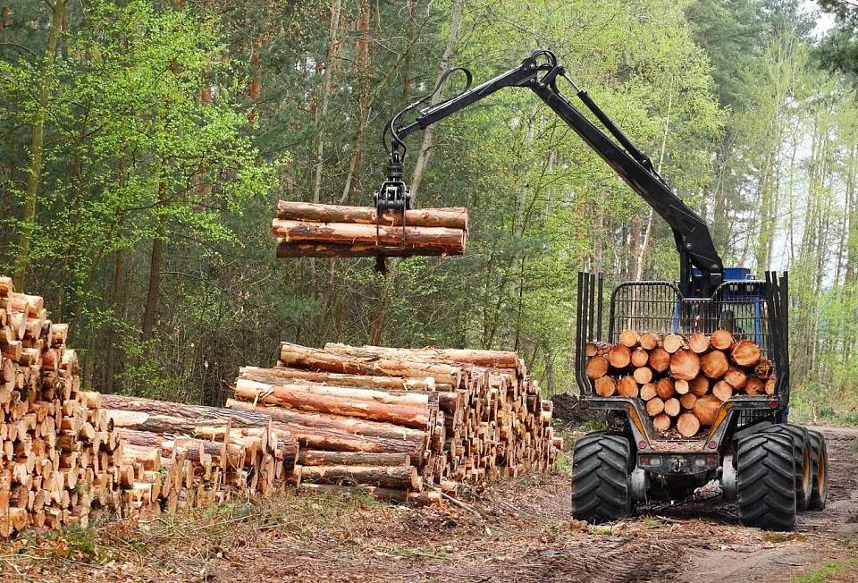 Экс-замглавы Управления лесного хозяйства Воронежской области стал фигурантом уголовного дела