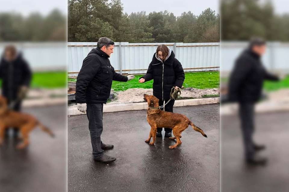 В воронежском приюте собак учат дружить с людьми