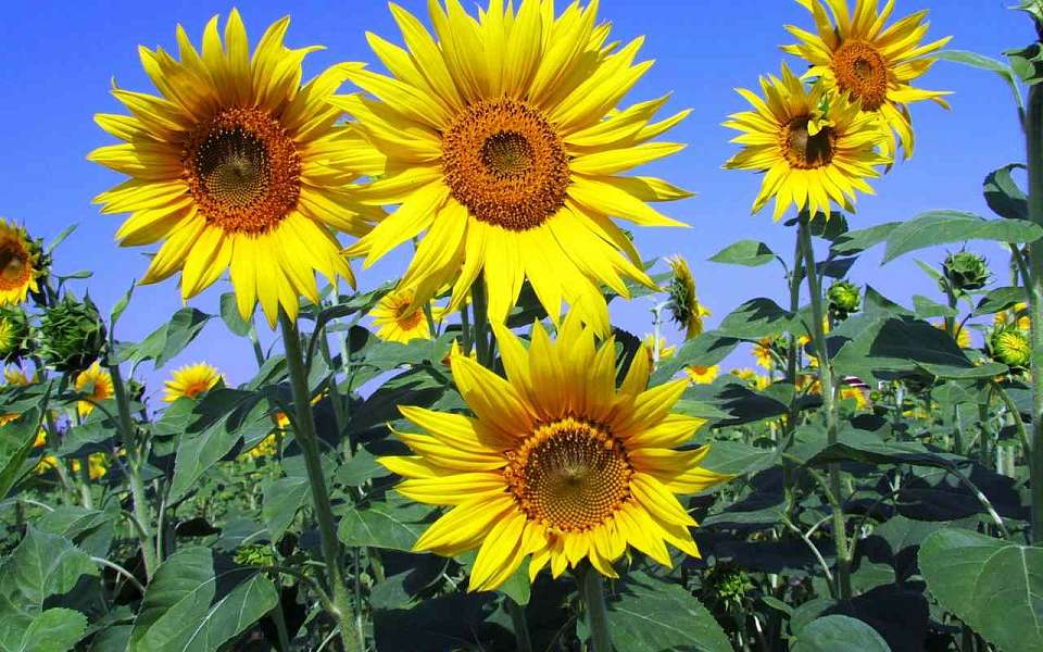 Более 45 тыс. тонн растительной продукции отправили на экспорт из Воронежской области