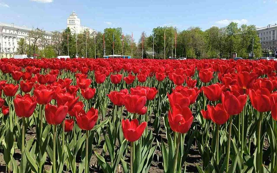 Какой будет погода 21 мая в Воронеже и области