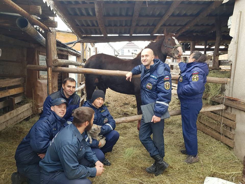 В Воронеже с помощью подъемного крана спасали попавшего в беду коня