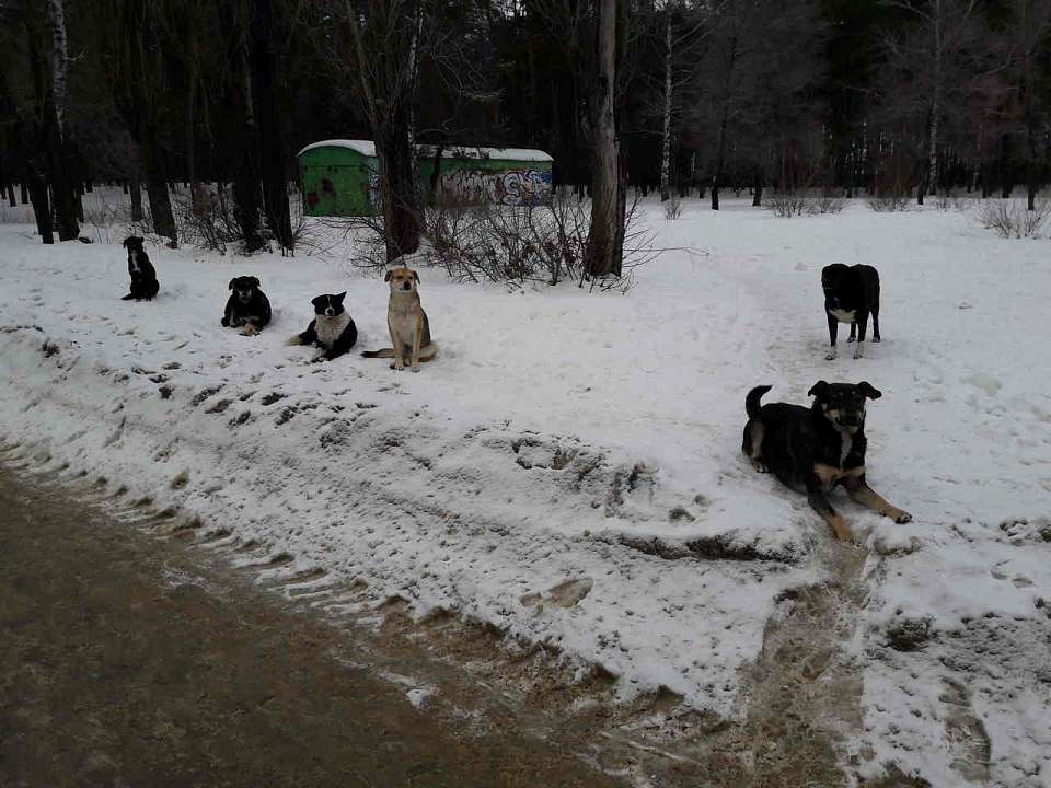 В Воронеже планируют отловить в 2024 году более 3 тысяч бездомных псов
