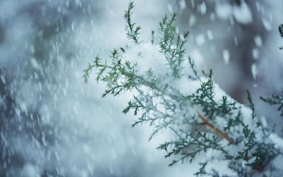 В первые выходные зимы мокрый снег с дождем и оттепель грянут в Воронежской области