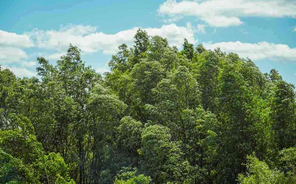 Опасная погода накроет 13 августа Воронежскую область