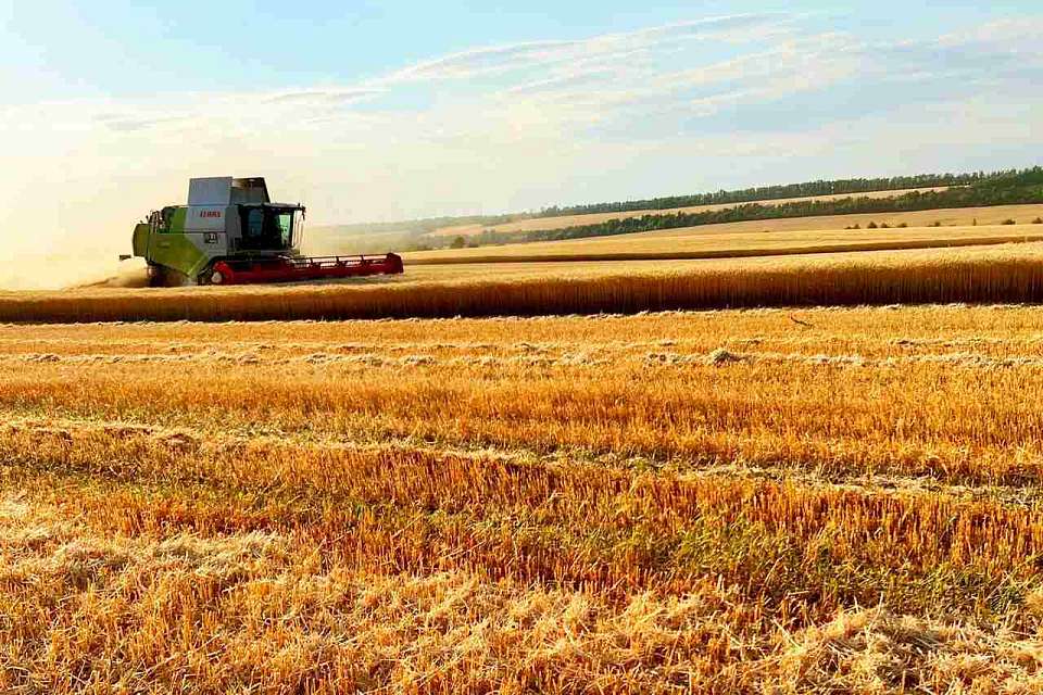 При реализации семян и саженцев сельхозрастений 66 нарушений обнаружили в Воронежской области