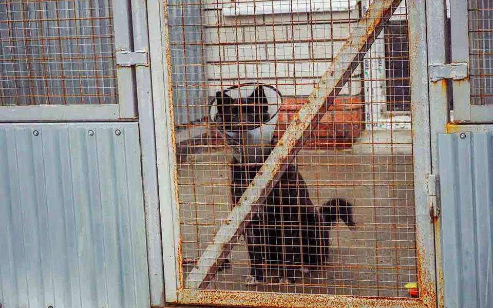 Карантин ввели в поселке под Воронежем