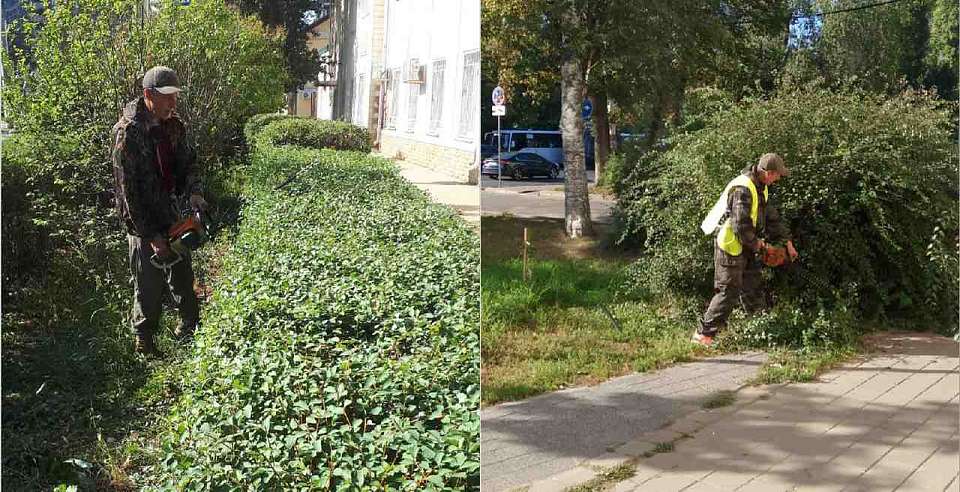 В Ленинском районе продолжаются уходные работы за зелёными насаждениями