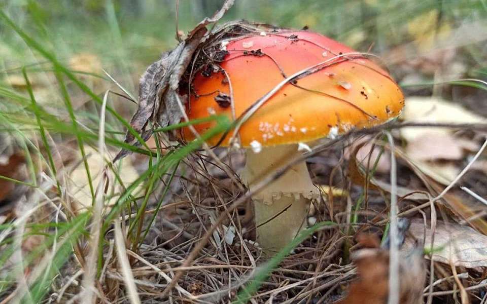 Заблудившуюся в походе за грибами пенсионерку спасли сотрудники ДПС в Воронежской области