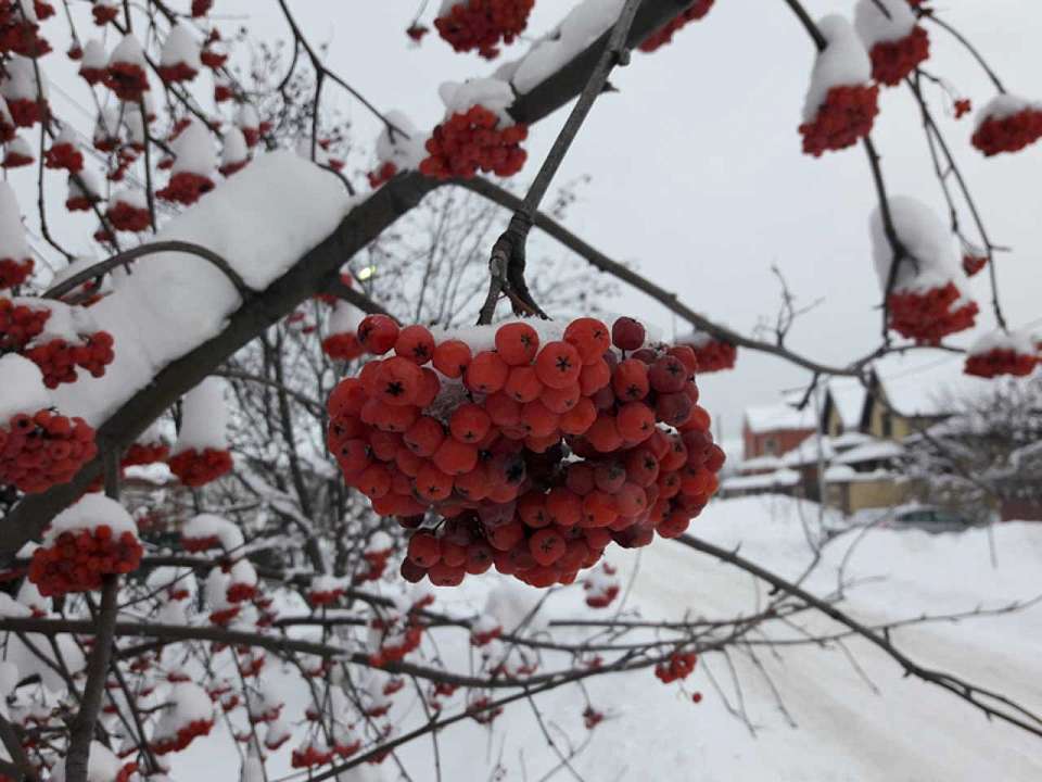 Резкое похолодание придет в Воронеж с началом рабочей недели 