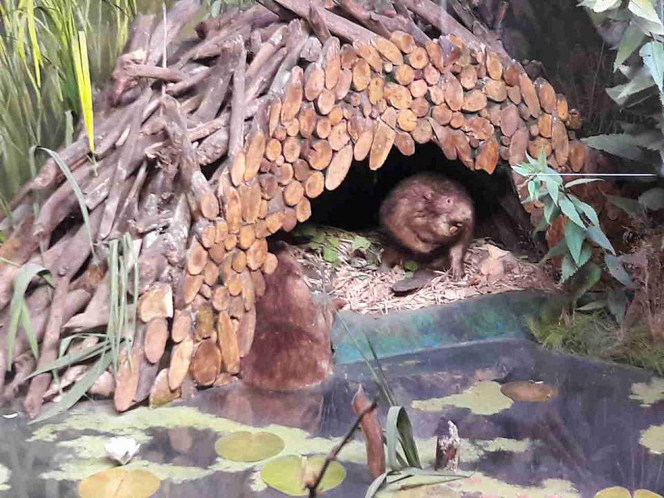 Бобры повредили плотину пруда в Воронежской области, начался слив воды