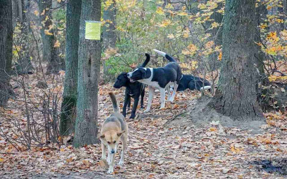 Власти потребовали ликвидировать частный собачий приют у воронежского водохранилища