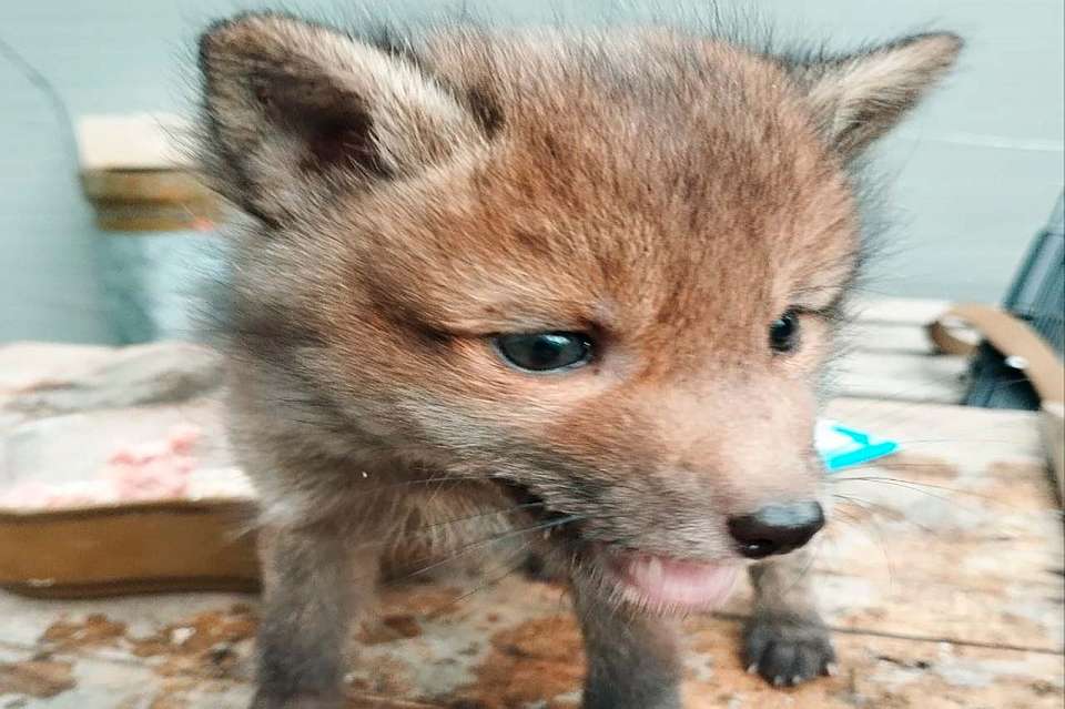 Природоведение на войне