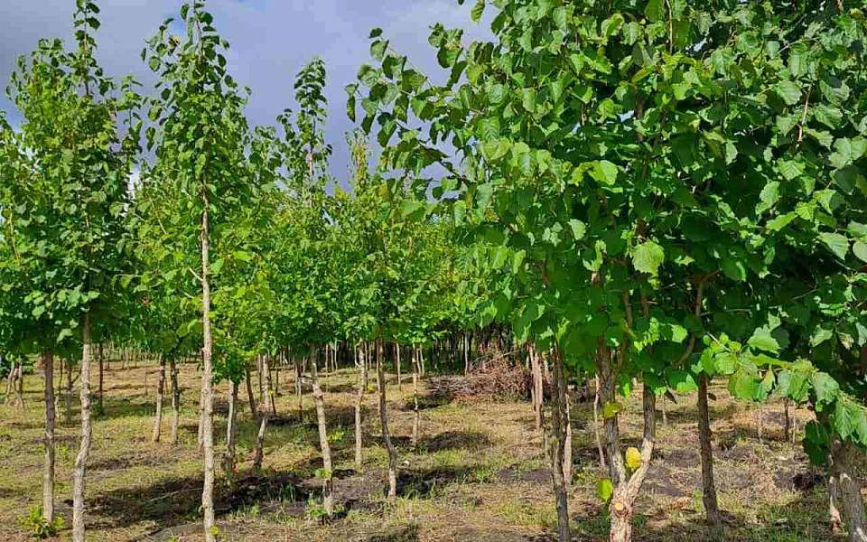 Почти тысячу деревьев с закрытой корневой системой высадят в Воронеже осенью 
