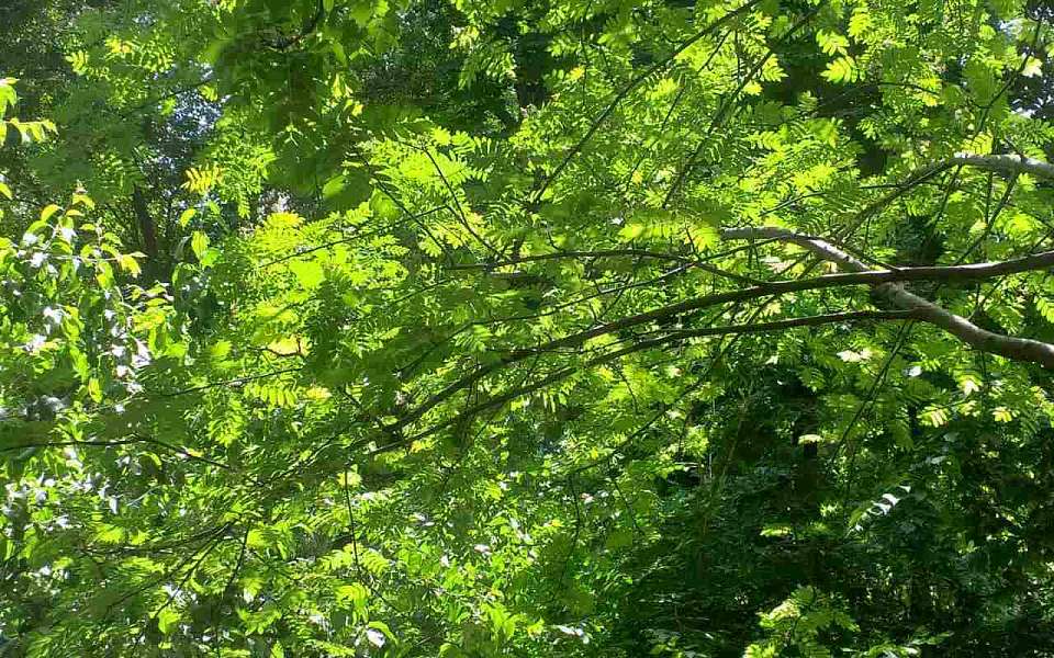 Прогноз погоды на пятницу, 29 августа, дали воронежские синоптики