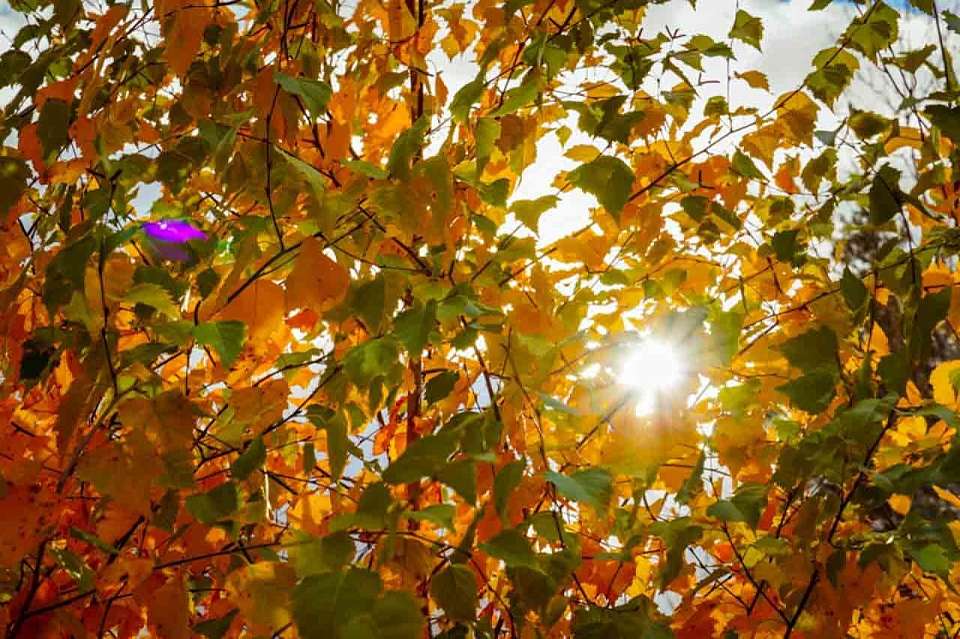 До +11 градусов потеплеет 4 ноября в Воронежской области