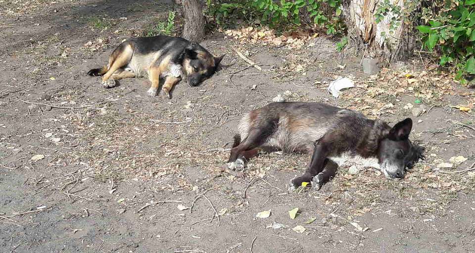 Уголовное дело возбуждено из-за бродячих собак в селе Воронежской области