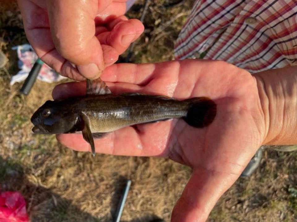 В воронежском заповеднике поймали новый вид рыб