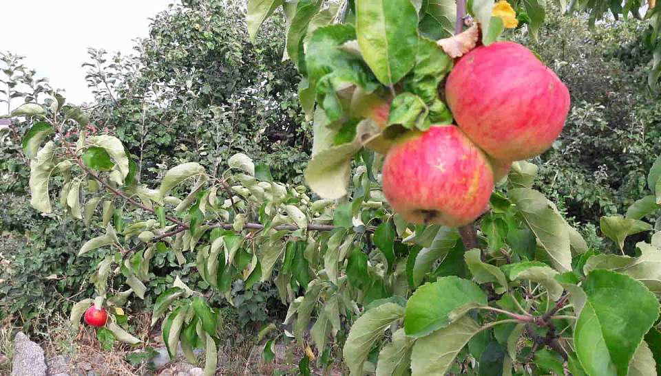 Ведущего производителя яблок в Воронежской области намерен обанкротить ВТБ