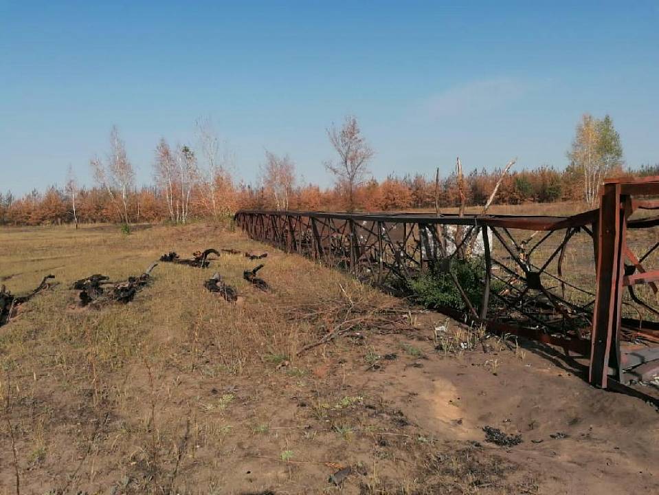 Воронежский суд дал условные сроки виновникам пожара на 102,6 га леса