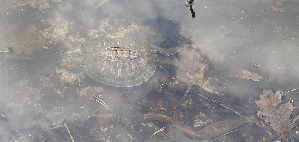 Власти начали проверку массовой гибели черепах в озере под Воронежем