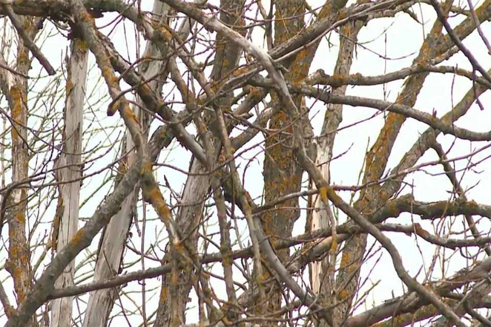 В Воронежской области выявили опасное заболевание ясеня и ввели карантинную зону