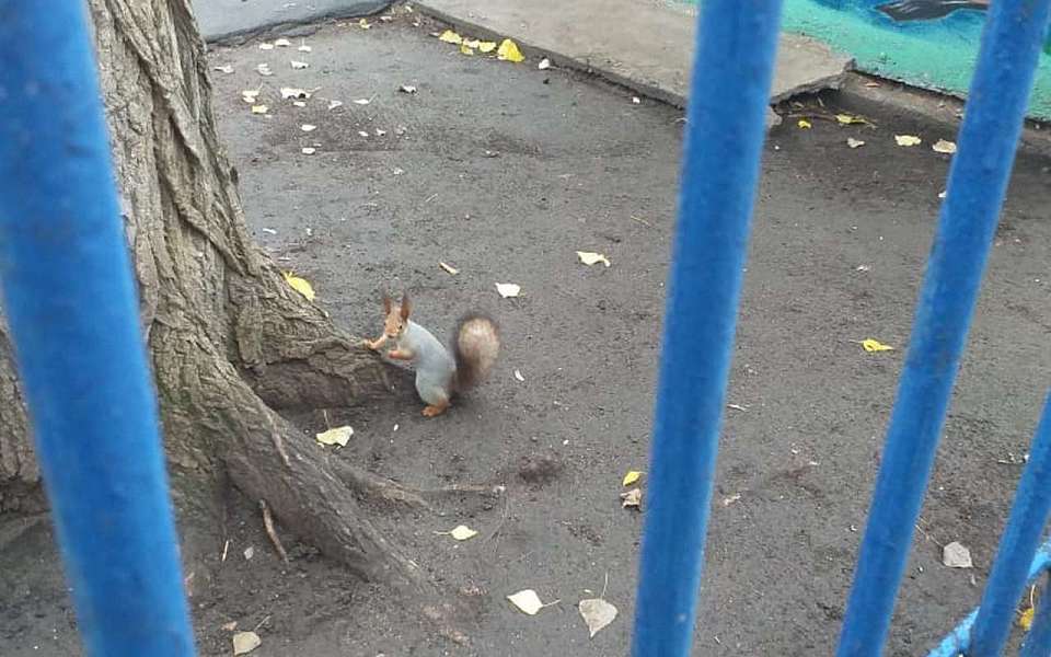 Какой будет погода 25 ноября, рассказали синоптики воронежцам