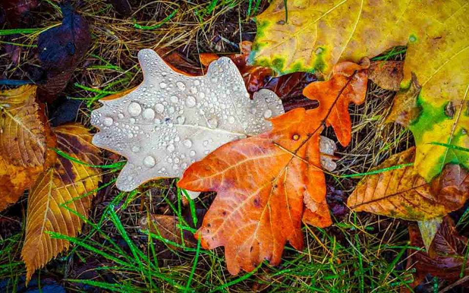 Дождливая и прохладная погода установится в выходные в Воронежской области