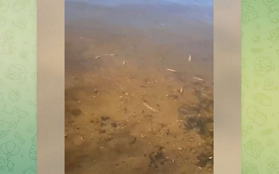 У берега Воронежского водохранилища нашли мёртвую рыбу