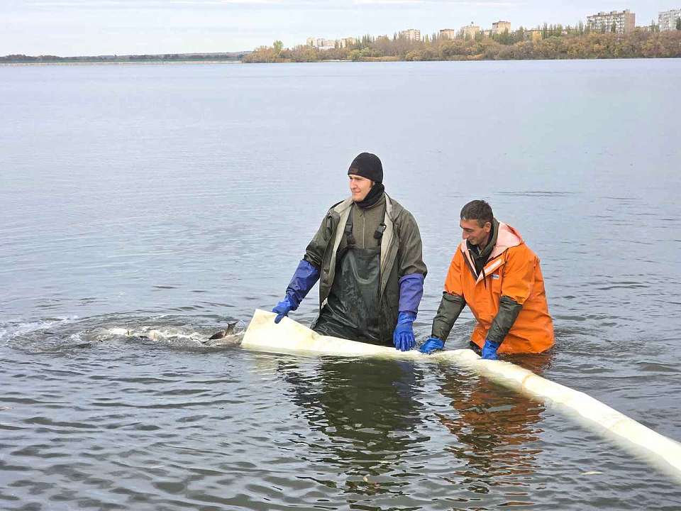 В пруд-охладитель энергоблока №5 Нововоронежской АЭС выпустили 6 тонн мальков белого и пёстрого толстолобика